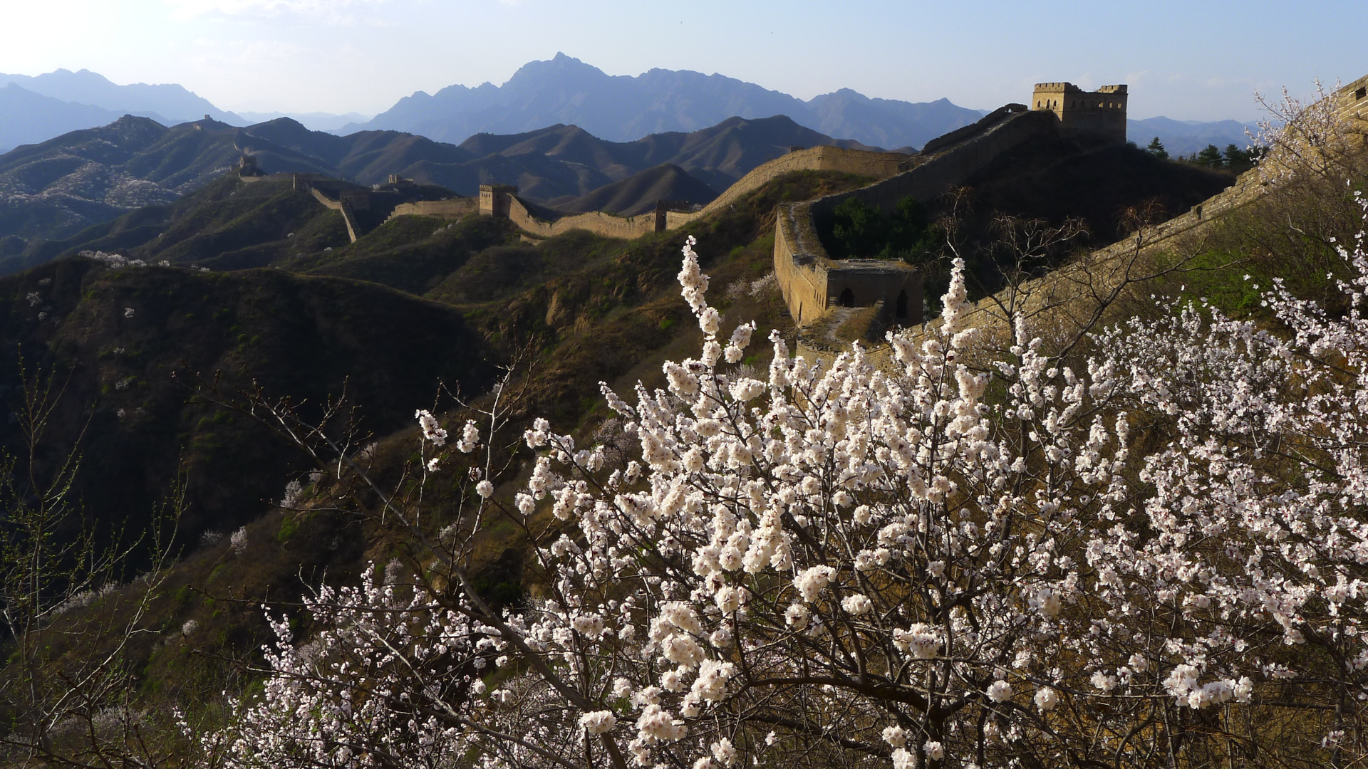 A Grande Muralha da China tem servido como uma barreira física ao fluxo gênico entre subpopulações de plantas separadas por mais de 600 anos, como por exemplo para o damasqueiro tibetano (_Prunus armeniaca_), em floração. Foto: runchinamarathon.com/images (2014)