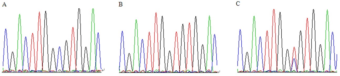 Eletroferogramas do sequenciamento de DNA de três amostras diferentes (A-C) do polimorfismo da região gênica MIR23AHG.