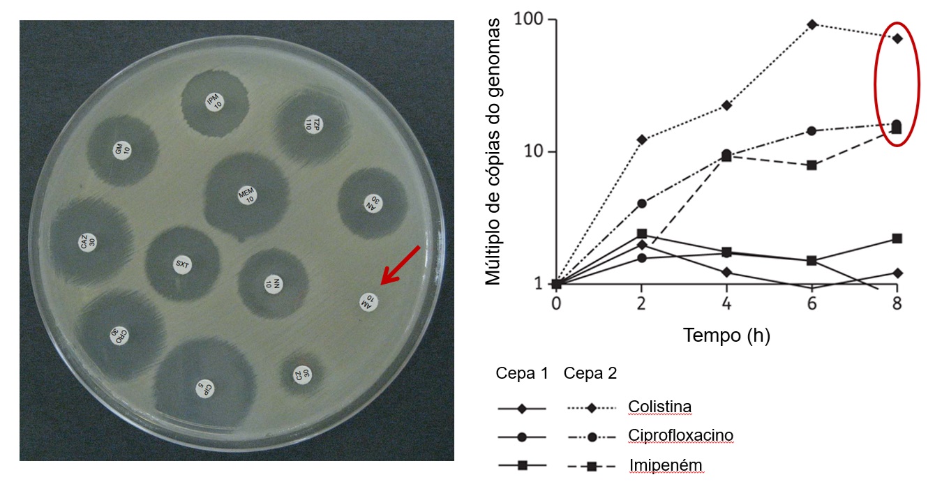 A antibioticoterapia apropriada requer a identificação do agente causador da infecção e seu perfil de resistência. No teste de disco difusão para Staphylococcus aureus, a ausência de uma  zona de inibição de crescimento em torno do disco de ampicilina (AM) indica resistência ao antibiótico. No PCR em tempo real, a cepa resistente de Acinetobacter baumannii apresenta maior número de cópias de seus genomas.