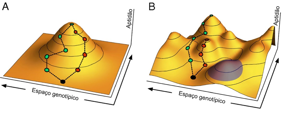 Diferentes trajetórias evolutivas podem atingir diferentes picos adaptativos, mesmo a partir do mesmo genótipo inicial. Adaptado de Van Cleve & Weissman ([2015](https://doi.org/10.1073/pnas.1507916112)).